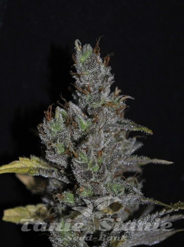 Nasiona Marihuany CBD MediHaze - CBD CREW