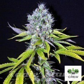 Nasiona Marihuany CBD Yummy - CBD CREW