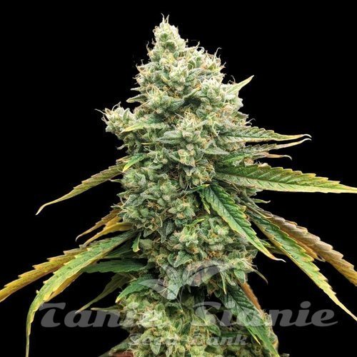 CBD Grapefruit (Odmiana Medyczna)