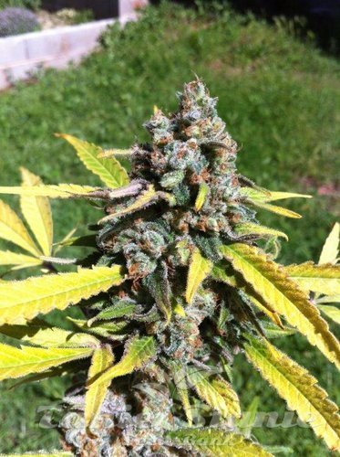 Nasiona Marihuany Auto AK - CBD Seeds