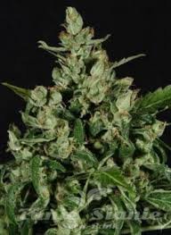 Nasiona Marihuany Auto Widow - CBD Seeds
