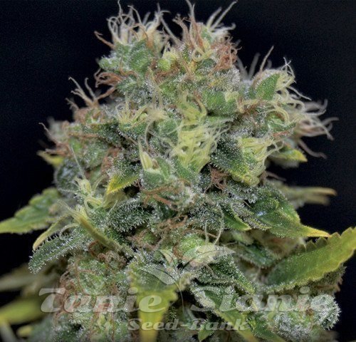 Nasiona Marihuany Auto Yumbolt - CBD Seeds