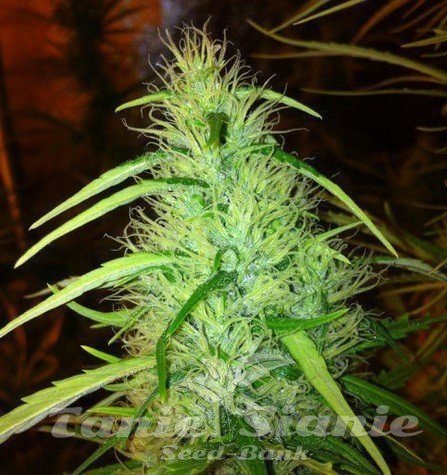 Nasiona Marihuany Mexican Haze - CBD Seeds
