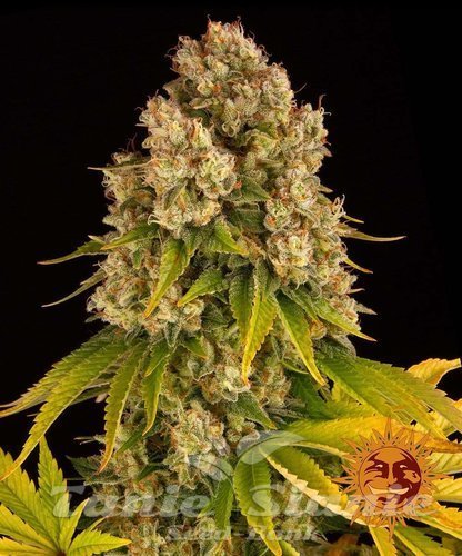 Nasiona Marihuany Cheese Auto - BARNEY'S FARM