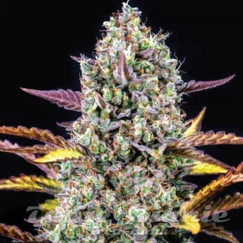 CheeseCake Auto