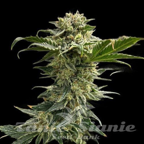 Cherry Pie