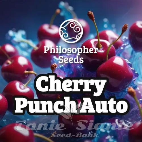 Nasiona Marihuany Cherry Punch Auto - PHILOSOPHER SEEDS