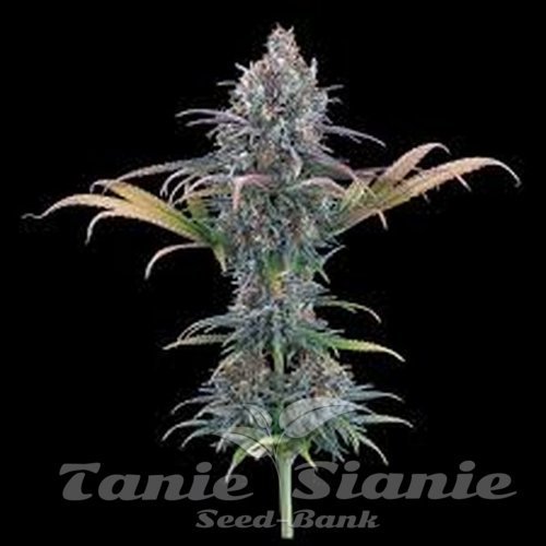 Nasiona Marihuany Cinderella Purple - BROTHERS GRIMM SEEDS