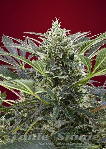 Nasiona Marihuany Cream 47 - SWEET SEEDS