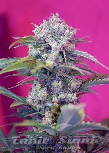 Nasiona Marihuany Cream Mandarine Auto - SWEET SEEDS