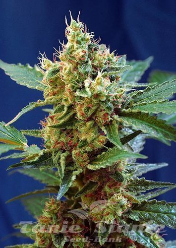 Nasiona Marihuany Cream Mandarine XL Auto - SWEET SEEDS