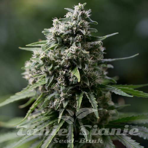 Critical + 2.0 - SILENT SEEDS