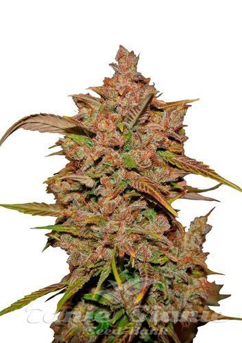 Nasiona Marihuany Crystal Meth Auto - FASTBUDS