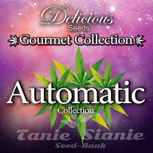 Nasiona Marihuany Gourmet Collection Automatic 1 - DELICOUS SEEDS