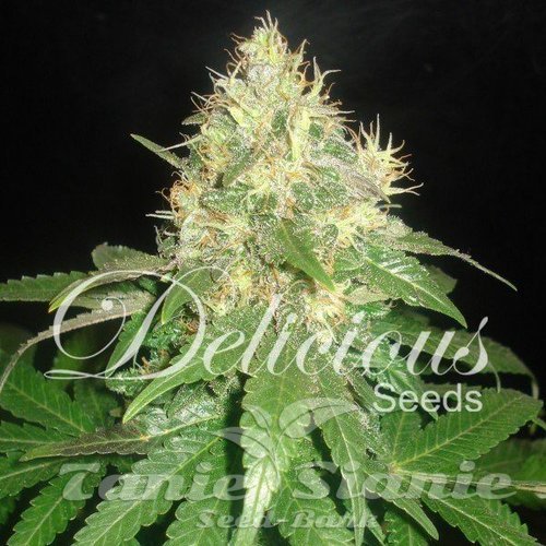 Nasiona Marihuany Northern Light Blue Auto - DELICOUS SEEDS