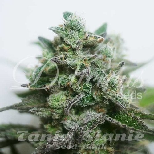 Nasiona Marihuany Delimed CBD Plus - DELICIOUS SEEDS