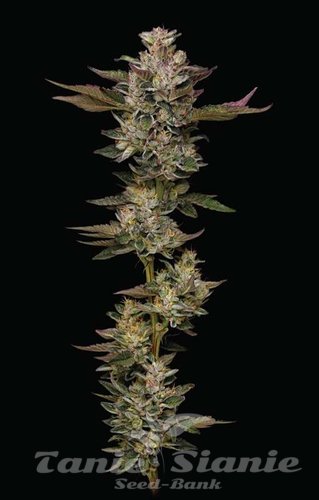 Donutz - HUMBOLDT SEEDS COMPANY
