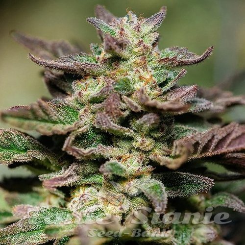Dosidos Fast - ATLAS SEEDS