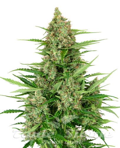 Nasiona Marihuany Double Kush Cake Auto - SENSI SEEDS