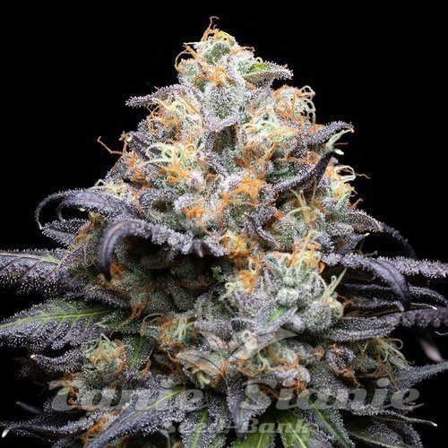 Double Sherb - COOKIES SEEDS