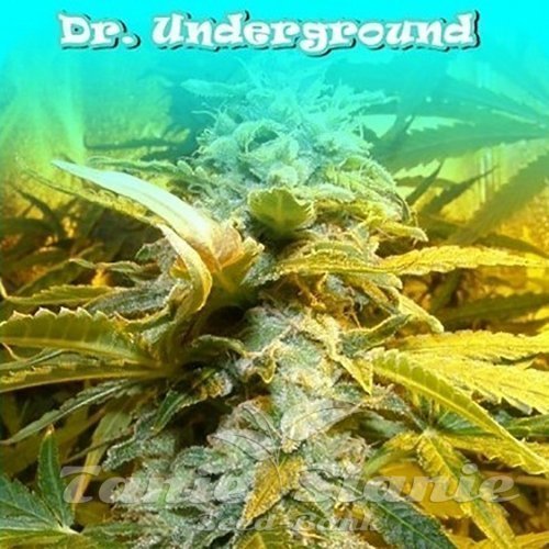 Nasiona Marihuany King Kong - DR UNDERGROUND