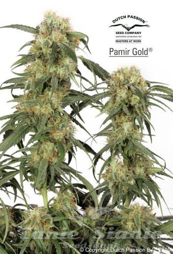 Nasiona Marihuany Pamir Gold - DUTCH PASSION