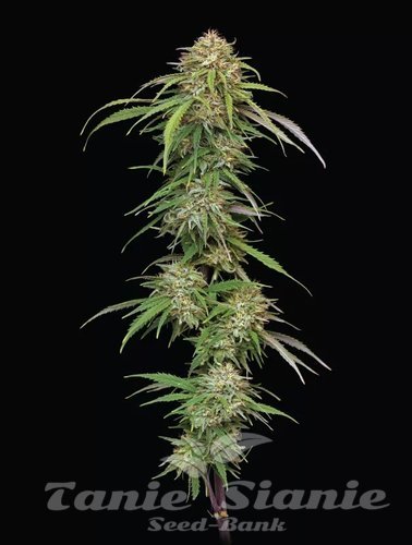 Ed Rosenthal's Super High Life - HUMBOLDT SEEDS COMPANY