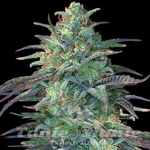 Nasiona Marihuany EGGNOG OG - G13 LABS