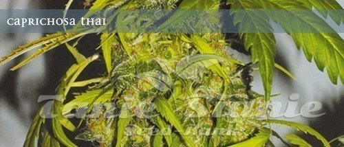 Nasiona Marihuany Caprichosa Thai - ELITE SEEDS