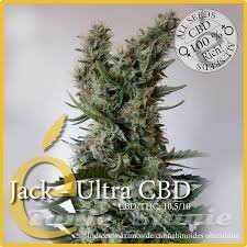 Nasiona Marihuany Jack Ultra CBD - ELITE SEEDS