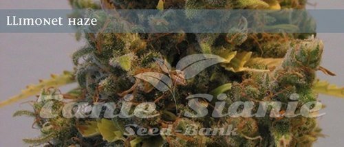 Nasiona Marihuany Llimonet Haze - ELITE SEEDS