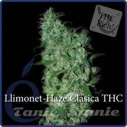 Nasiona Marihuany Llimonet Haze Clásica THC - ELITE SEEDS