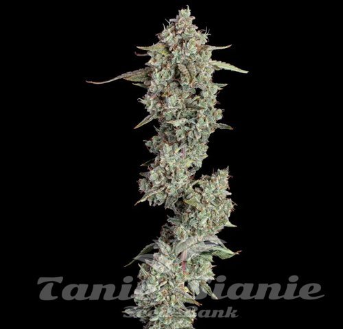 Everglades OG Auto - HAPPY VALLEY GENETICS