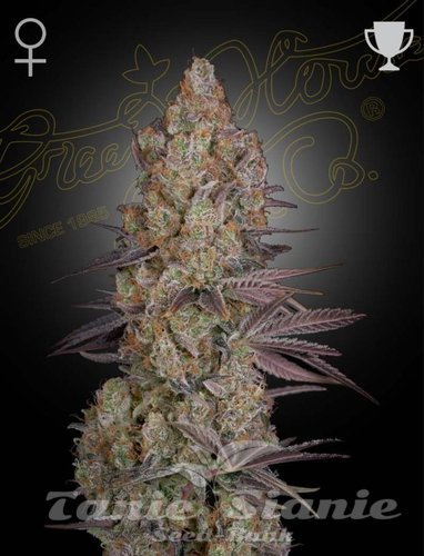 Nasiona Marihuany Exodus Cheese - GREEN HOUSE SEEDS