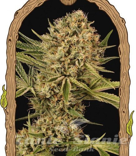 Nasiona Marihuany Herz OG - EXOTIC SEED