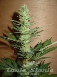 Nasiona Marihuany Big Bud - FANTASEEDS