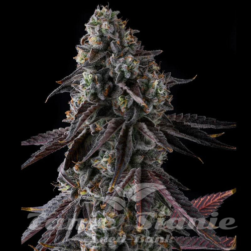 Fruit Riot - COMPOUND GENETICS