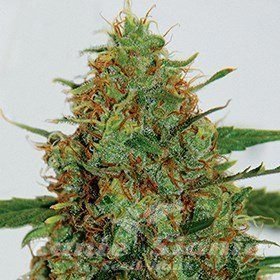 Nasiona Marihuany C99 - G13 LABS