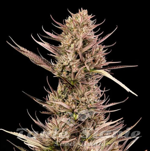 Nasiona Marihuany Garlic Muffin F1 Auto - SEEDSMAN