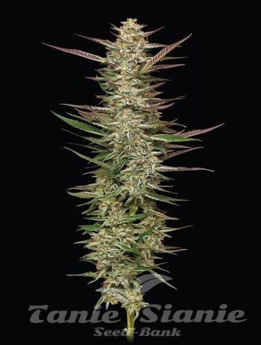 Gazzurple - HUMBOLDT SEEDS COMPANY