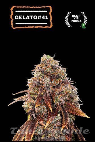 Gelato #41 - SEED STOCKERS