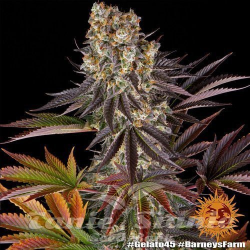 Nasiona Marihuany GELATO #45 - BARNEY'S FARM