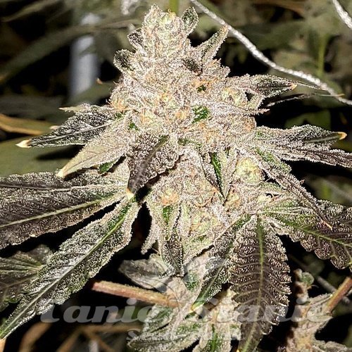Gelato Sundae - ELEV8 SEEDS