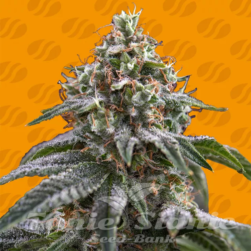 Nasiona Marihuany Ghost Train Power - ORIGINAL SENSIBLE SEEDS