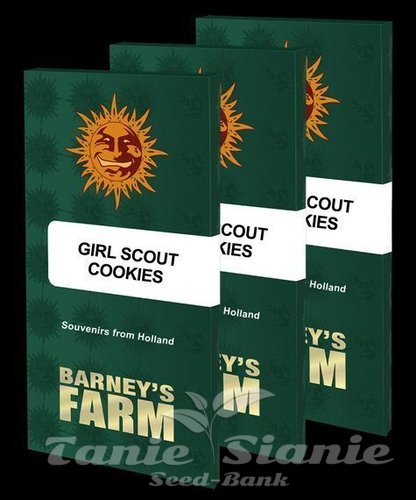 Nasiona Marihuany Girl Scout Cookies - BARNEY'S FARM