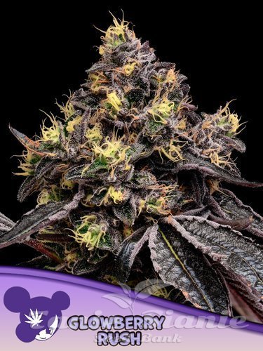 Nasiona Marihuany Glowberry Rush - ANESIA SEEDS