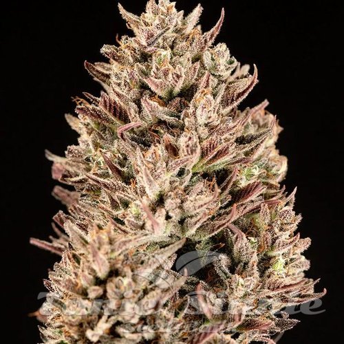 GMO Auto - ATLAS SEEDS