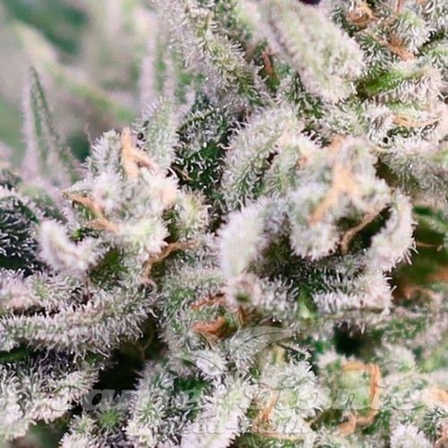GMO Bomb Fast - ATLAS SEEDS