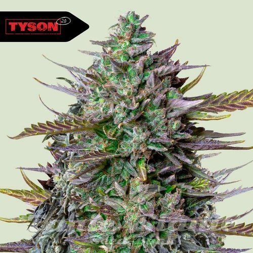 Nasiona Marihuany GOAT'lato Auto - ROYAL QUEEN SEEDS X TYSON 2.0