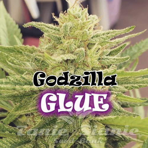 Nasiona Marihuany Godzilla Glue - DR UNDERGROUND